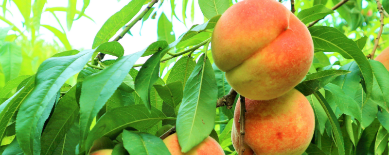 桃的籽种盆栽怎么种，附桃的食用技巧