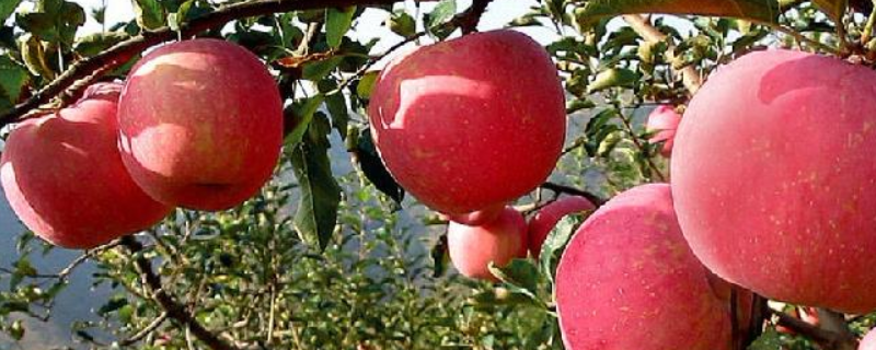 盆栽苹果树结果需要几年，附种植技术