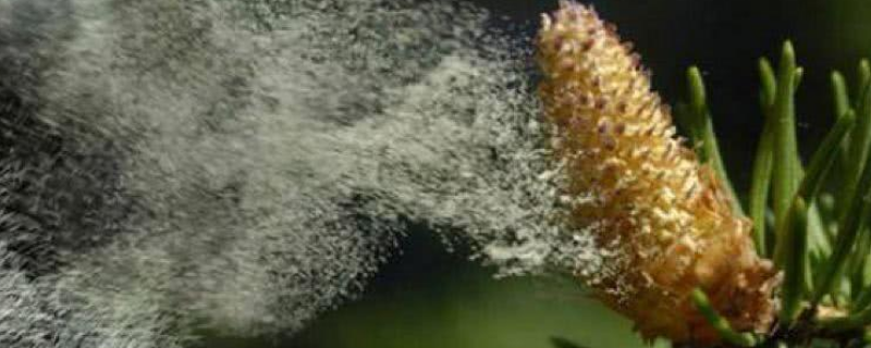 风媒花和虫媒花有什么特点，怎样传粉