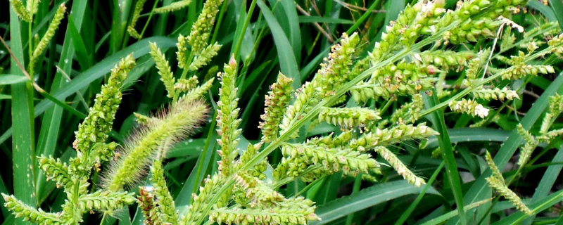 稗草与水稻有什么不同，怎样除掉稗草