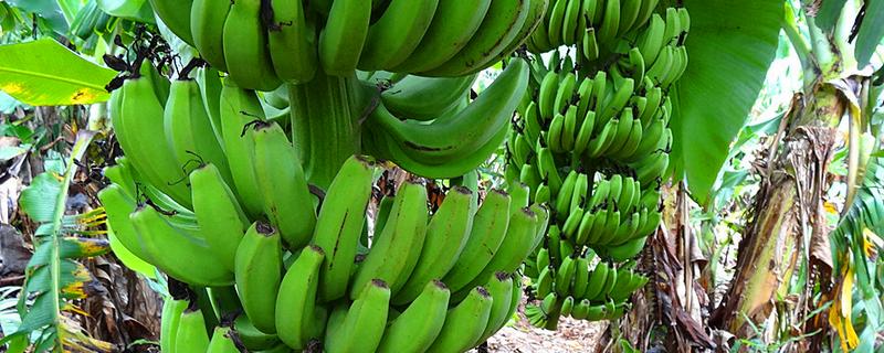 香蕉没籽该怎样种植，香蕉的种植时间是什么时候