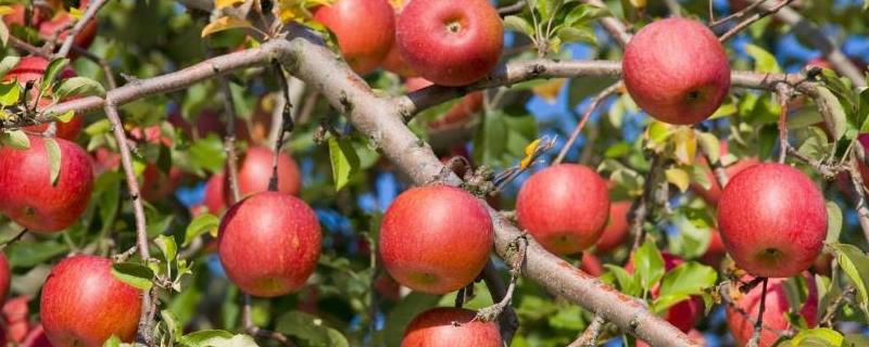 苹果树结果需要几年，有哪些生长习性