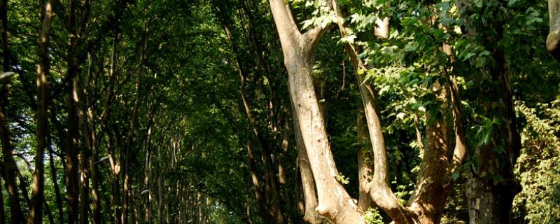 一棵树可以活多少年，什么树象征长寿
