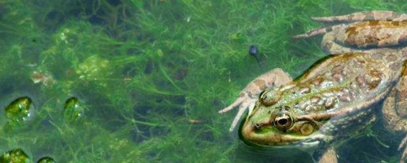 牛蛙和青蛙有什么不同，附牛蛙养殖价值