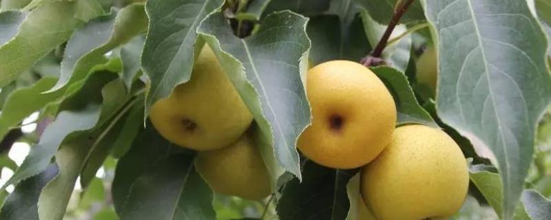 梨的水果籽种植方法，附后期管理技巧