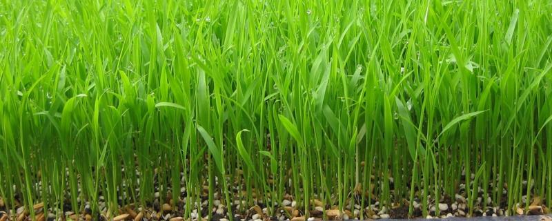水稻育苗要点有哪些，附其需肥规律