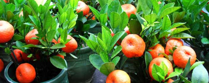 橘子籽盆栽的种植方法，怎么养护