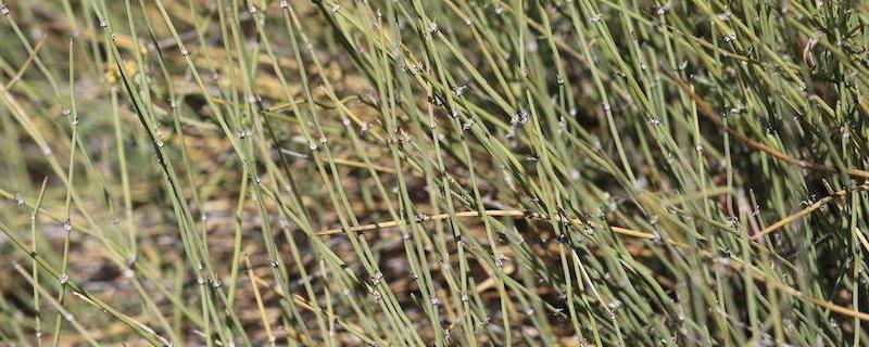 麻黄草和节节草有什么不同，从分布、生长环境、价值上来区分