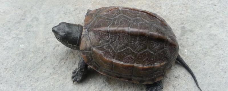 外塘草龟和温室草龟有什么不同，从生长环境、生活方式、外观上来区分