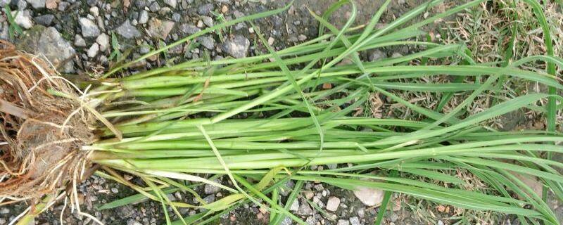 稻稗与稗草有什么不同，附稻稗和稗草的防治方法