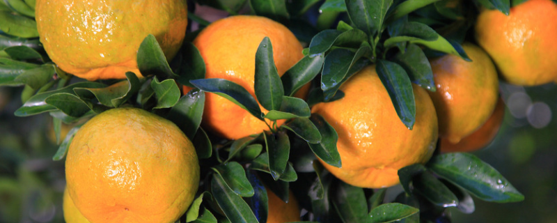 橘子树苗结果需要几年，橘子有哪些种类
