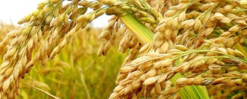 哪个品种的水稻适合在黑龙江种植，有什么分类