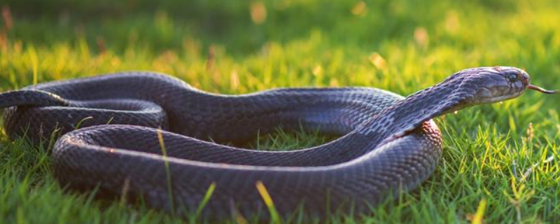 蛇的繁殖方法，蛇有哪些种类
