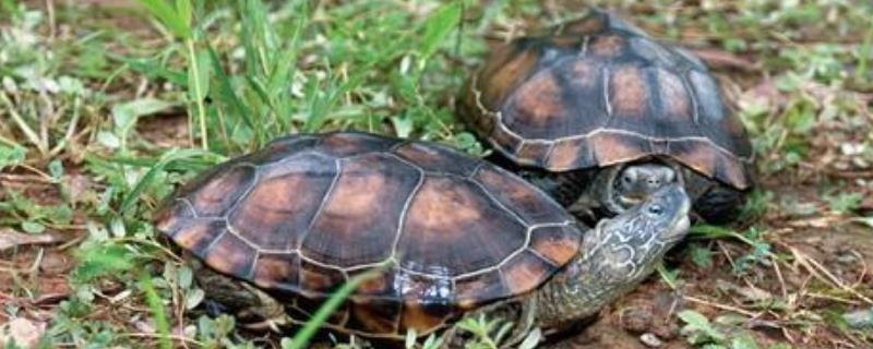 黑颈龟和草龟有什么不同，附乌龟的养殖方法