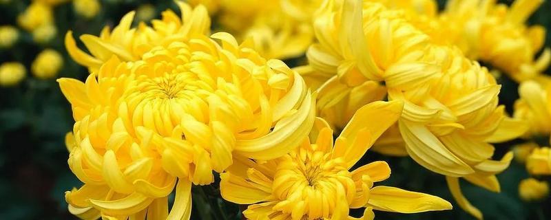 太阳花和菊花有什么不同，附太阳花和菊花的观赏价值