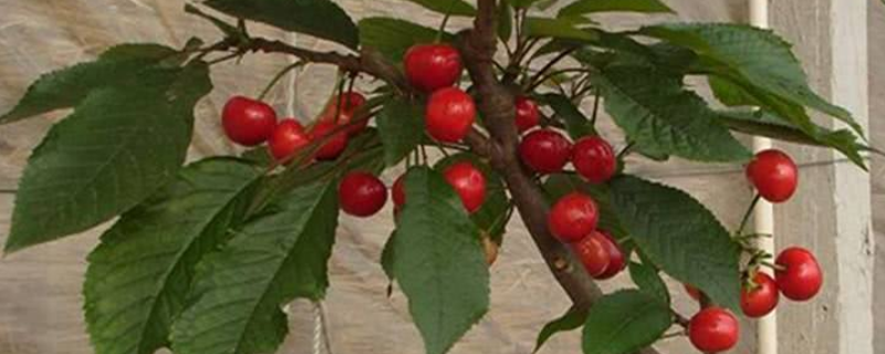 盆栽樱桃树结果需要几年，盆栽樱桃树的养护要点
