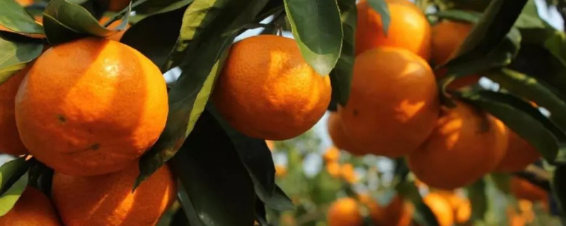 柑橘结果需要几年，附其种植方法