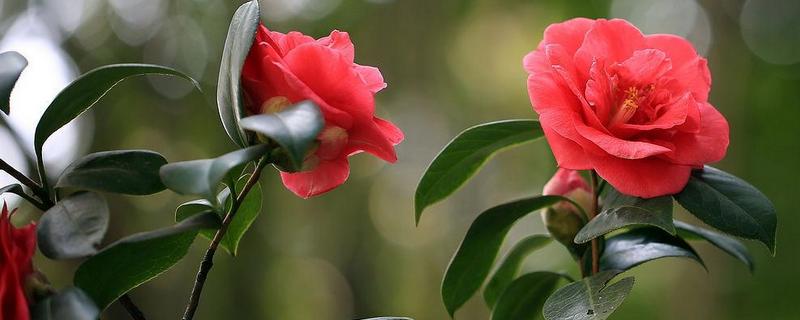 杜鹃花和山茶花有什么不同，附山茶花的繁殖方式