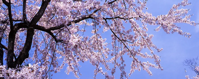 日本樱花树苗的价格大概是多少，开花时间是什么时候