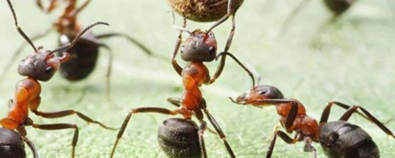 小蚂蚁是如何过冬的，附小蚂蚁的食性