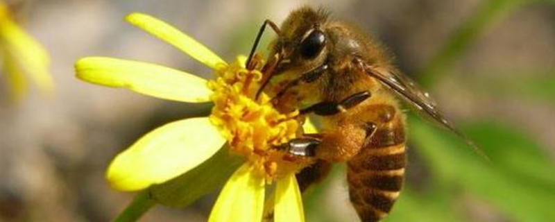 蜜蜂的过冬方式，被蜜蜂蛰了怎么应对