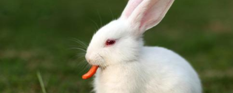 兔子是如何过冬的，兔子有哪些品种