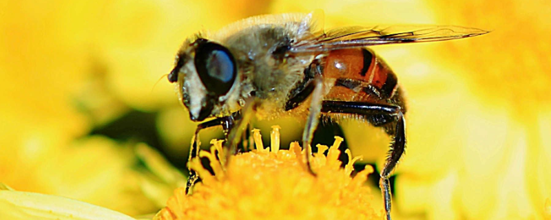 蜜蜂繁殖后代的方式，有什么养殖技巧