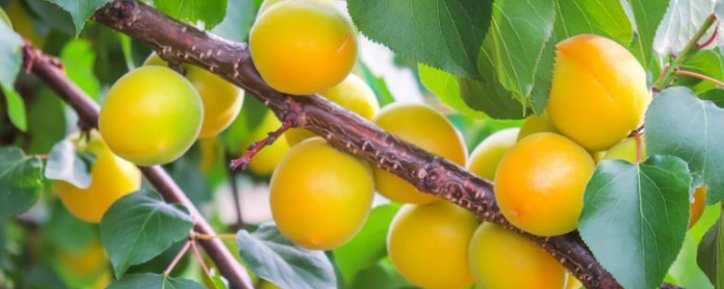 怎么种大板杏树籽，杏树的种植时间