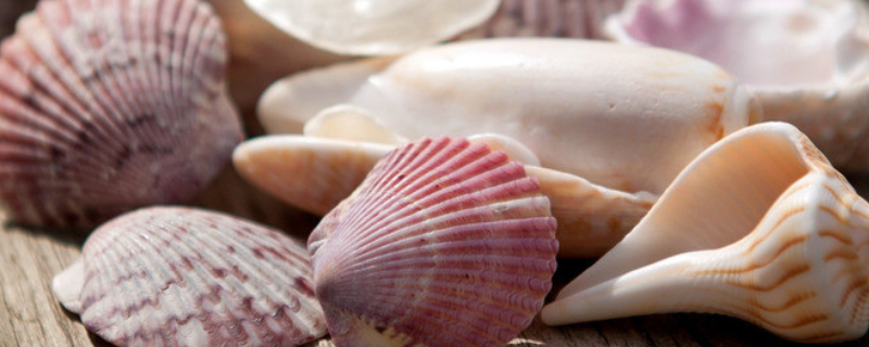 贝壳的繁殖方式，贝类能活多少年