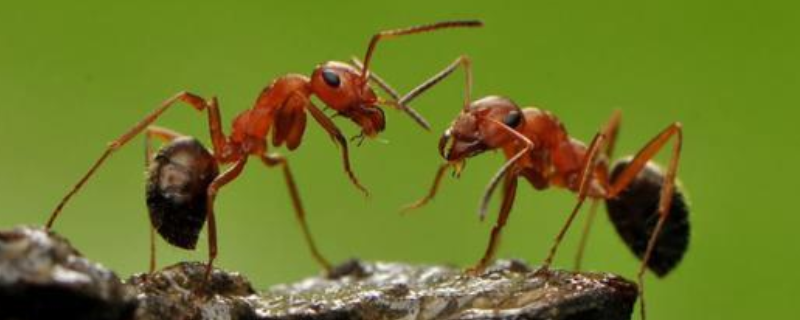 蚂蚁的越冬方法，蚂蚁有什么特性