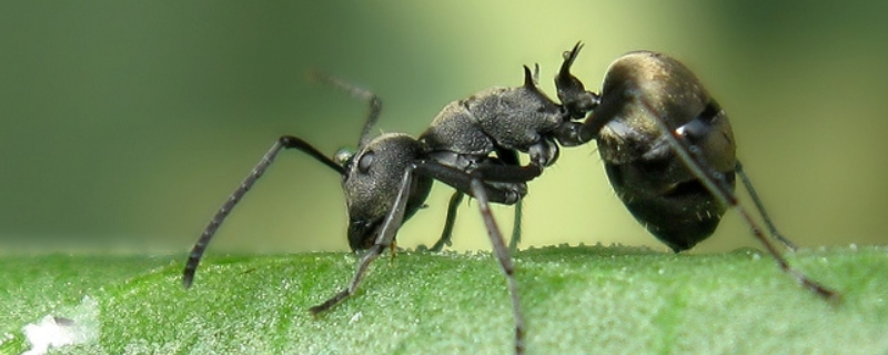 蚂蚁交配繁殖后代的方式，蚂蚁有什么特殊习性