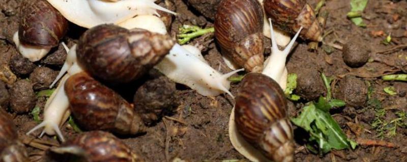 白玉蜗牛的繁殖方法，附其繁殖管理技术