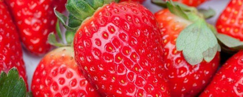 草莓该怎么种植，有什么方法和技术吗