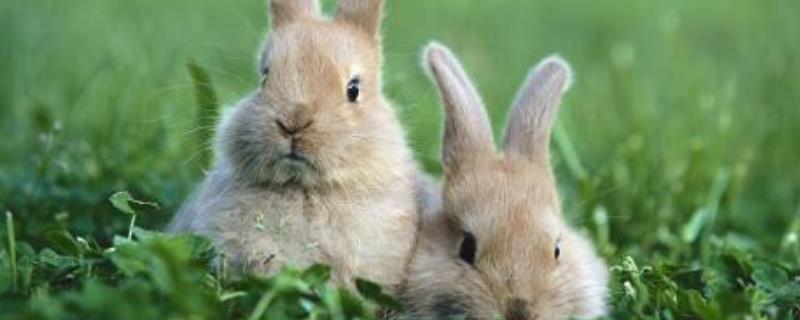 兔子的繁殖方法，附兔子的生活习性