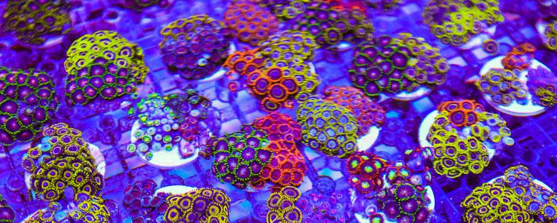 纽扣珊瑚的繁殖方式，纽扣珊瑚是什么