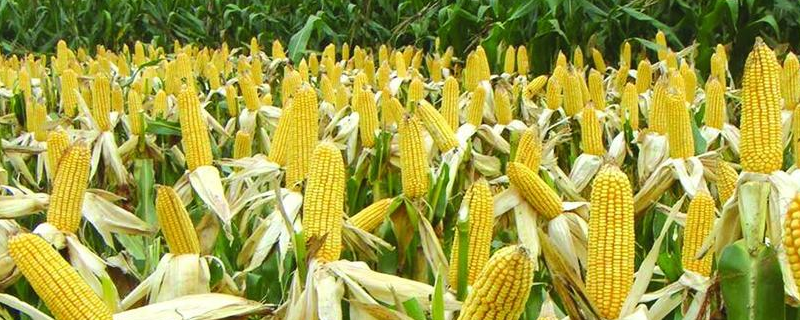 隆创310玉米种的特性有哪些，附玉米种植技术