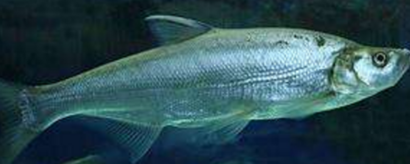 白花鱼和百花鱼有什么不同，养殖现状如何