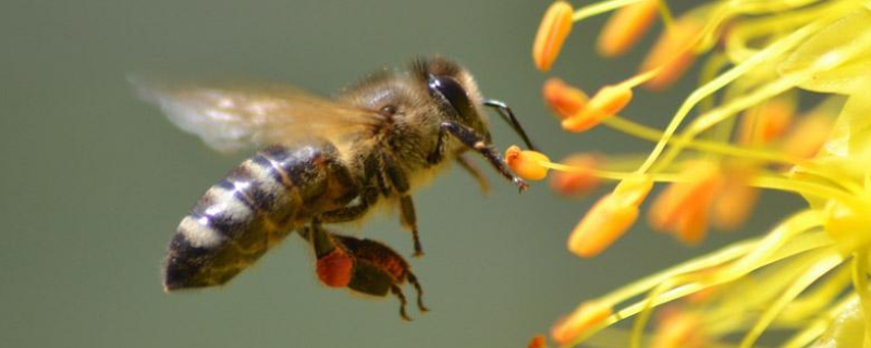蜜蜂的过冬方式，被蜜蜂蛰了怎么办