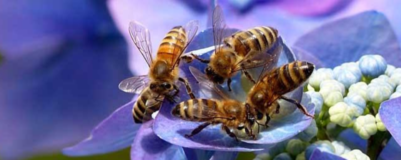 蜜蜂的繁殖方法，附蜜蜂基本介绍
