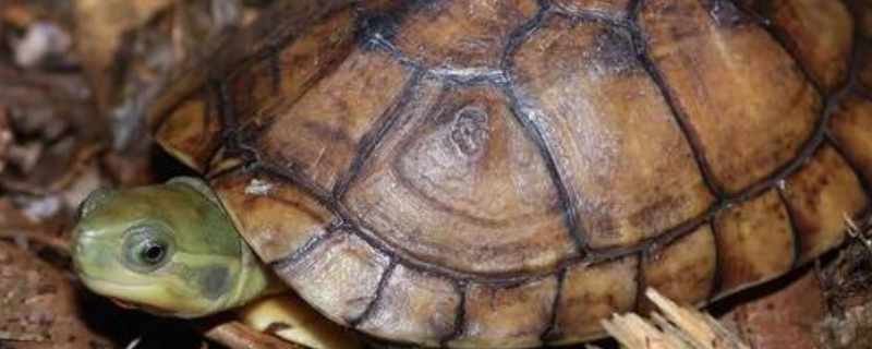 养殖黄喉拟水龟要注意什么，可以长多大