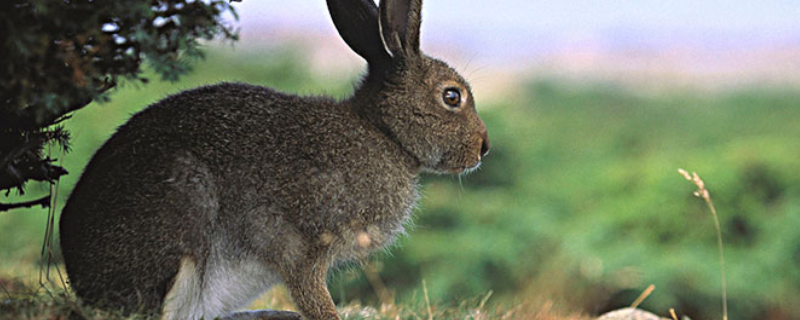 野兔的过冬方式，野兔是不是保护动物
