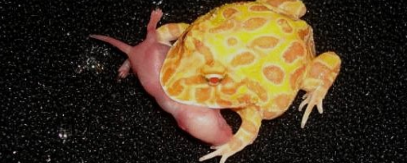 黄金角蛙可以活多久，养殖技巧有哪些
