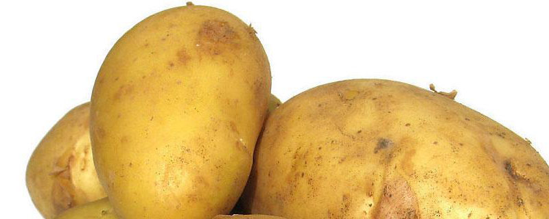 土豆一般什么时候播种比较好，高产种植技术要点有哪些
