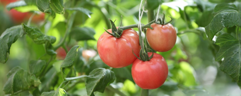 番茄常见病虫害的防治方法，具体有哪些症状