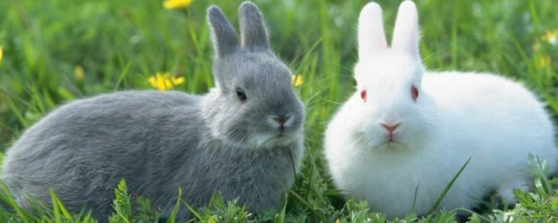 兔子有什么生活习性，对养殖环境的要求是什么