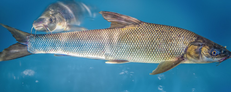 水鳕鱼和银鳕鱼有什么不同，鳕鱼的产地在哪里