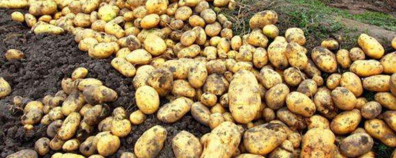 马铃薯种植技术要点，附其田间管理及收获技术