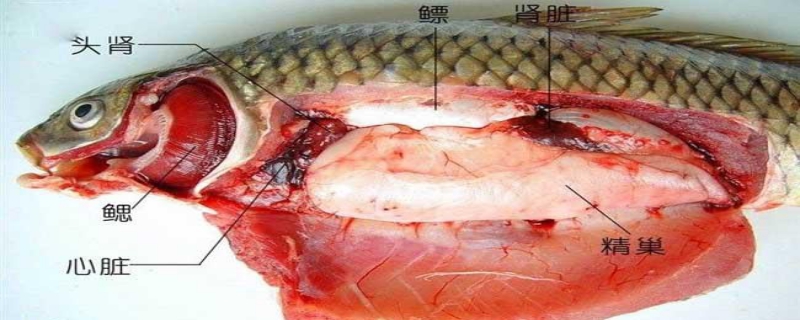 鱼是否有心脏，在哪个部位且可以食用吗，介绍鱼的种类有哪些