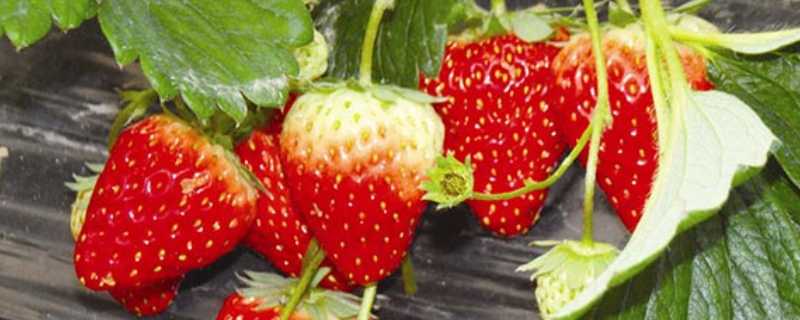 草莓的生长环境是什么样的，有什么要求吗