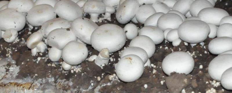 种蘑菇需要考虑的因素有哪些，一般需要考虑七大因素
